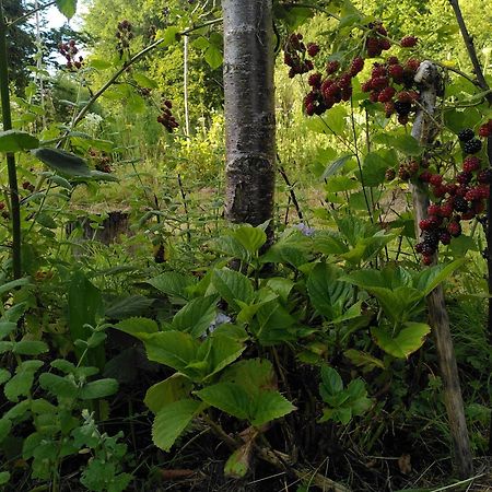 Le Jardin De Saint Jean Bed and Breakfast Buitenkant foto