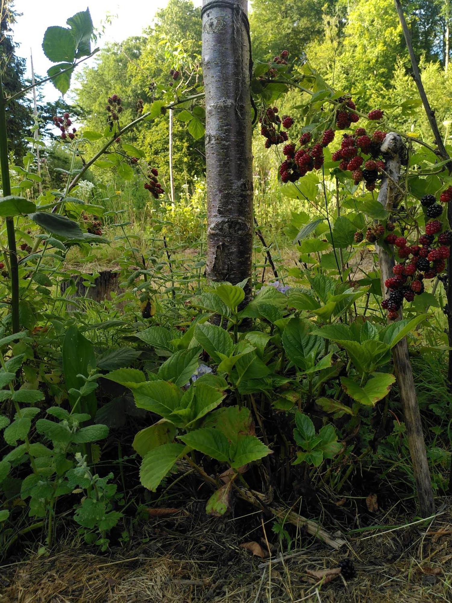 Le Jardin De Saint Jean Bed and Breakfast Buitenkant foto